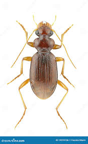 Attēlu rezultāti vaicājumam “Leistus terminatus”