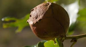 Attēlu rezultāti vaicājumam “gall”