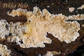 Attēlu rezultāti vaicājumam “Leucogyrophana sororia”