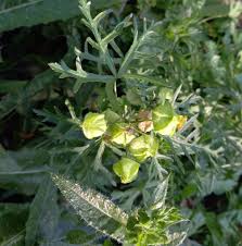Attēlu rezultāti vaicājumam “Malva moschata leaf”