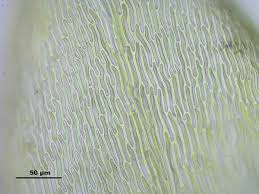 Attēlu rezultāti vaicājumam “Straminergon stramineum”