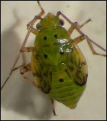 Attēlu rezultāti vaicājumam “Lygus nymph nymph”