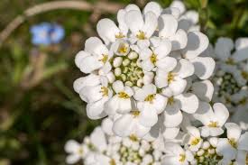 Image result for Schleifenblume