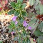 Attēlu rezultāti vaicājumam “Acinos arvensis flower”