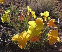 Attēlu rezultāti vaicājumam “Oenothera rubricauli”