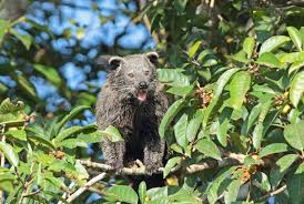 Attēlu rezultāti vaicājumam “Carnivora”