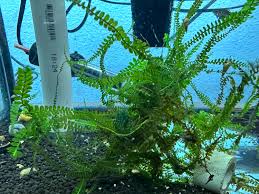 Attēlu rezultāti vaicājumam “Platyhypnidium riparioides”