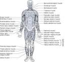The Human Bones &amp; Muscles