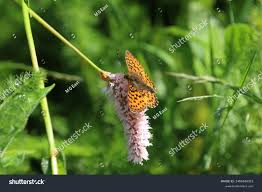 Attēlu rezultāti vaicājumam “Boloria titania”