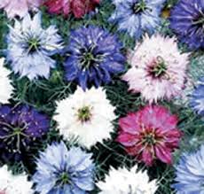 Image result for Nigella damascena