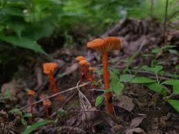 Attēlu rezultāti vaicājumam “Hygrocybe cantharellus”