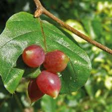 Attēlu rezultāti vaicājumam “Tetanops myopina”