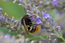 Attēlu rezultāti vaicājumam “Psithyrus sylvestris”