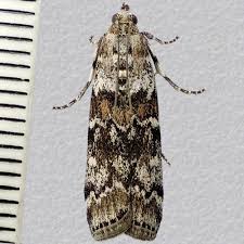 Attēlu rezultāti vaicājumam “Dioryctria abietella”