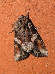 Attēlu rezultāti vaicājumam “Lacanobia contigua”