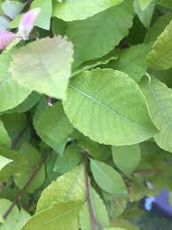 Attēlu rezultāti vaicājumam “Salix caprea leaf”