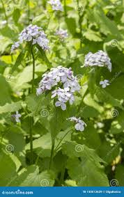 Attēlu rezultāti vaicājumam “Lunaria rediviva bud”