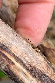 Attēlu rezultāti vaicājumam “Comatricha elegans var. microspora”