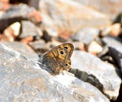 Attēlu rezultāti vaicājumam “Lasiommata megera female”