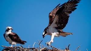 Image result for Pandion haliaetus