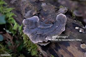 Attēlu rezultāti vaicājumam “Phlebia centrifuga”