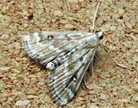 Attēlu rezultāti vaicājumam “Parapoynx stratiotata male”