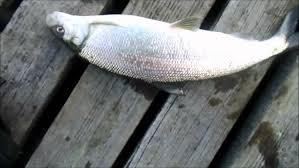 Image result for Coregonus lavaretus