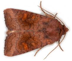 Attēlu rezultāti vaicājumam “Amphipoea”