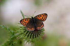 Attēlu rezultāti vaicājumam “Lycaena tityrus female”
