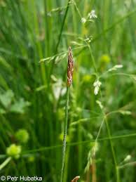 Attēlu rezultāti vaicājumam “Eleocharis uniglumis fruit”