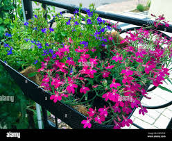 Image result for Lobelien