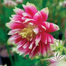 Image result for Aquilegia vulgaris `Nora Barlow`