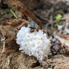 Attēlu rezultāti vaicājumam “Stemonitis axifera var. smithii macro”