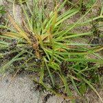 Attēlu rezultāti vaicājumam “Cyperus fuscus fruit”