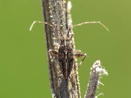 Attēlu rezultāti vaicājumam “Phytocoris sp.”