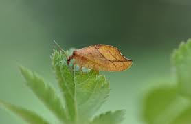 Attēlu rezultāti vaicājumam “Drepanepteryx phalaenoides”