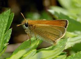 Attēlu rezultāti vaicājumam “Thymelicus lineola female”