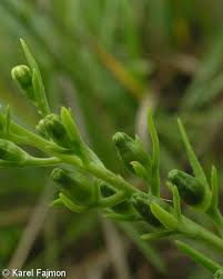 Attēlu rezultāti vaicājumam “Thesium ebracteatum”