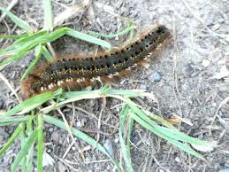Attēlu rezultāti vaicājumam “Euthrix potatoria cocoon”