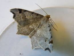 Attēlu rezultāti vaicājumam “Macaria alternata”