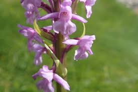 Attēlu rezultāti vaicājumam “Gymnadenia conopsea flower”