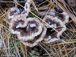 Attēlu rezultāti vaicājumam “Thelephora terrestris”