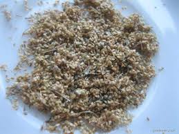 Attēlu rezultāti vaicājumam “Scirpus sylvaticus fruit”