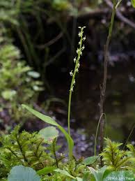 Attēlu rezultāti vaicājumam “Malaxis monophyllos flower”
