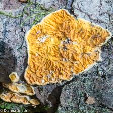 Attēlu rezultāti vaicājumam “Pseudomerulius aureus”