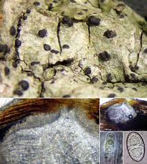 Attēlu rezultāti vaicājumam “Acrocordia gemmata”