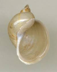 Attēlu rezultāti vaicājumam “Lymnaeidae”