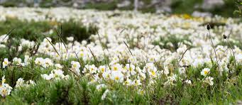 Attēlu rezultāti vaicājumam “Helianthemum x hybridum flower”