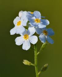 Attēlu rezultāti vaicājumam “Myosotis scorpioides bud”