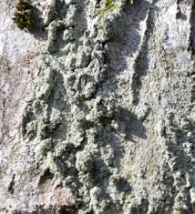 Attēlu rezultāti vaicājumam “Lepraria incana”